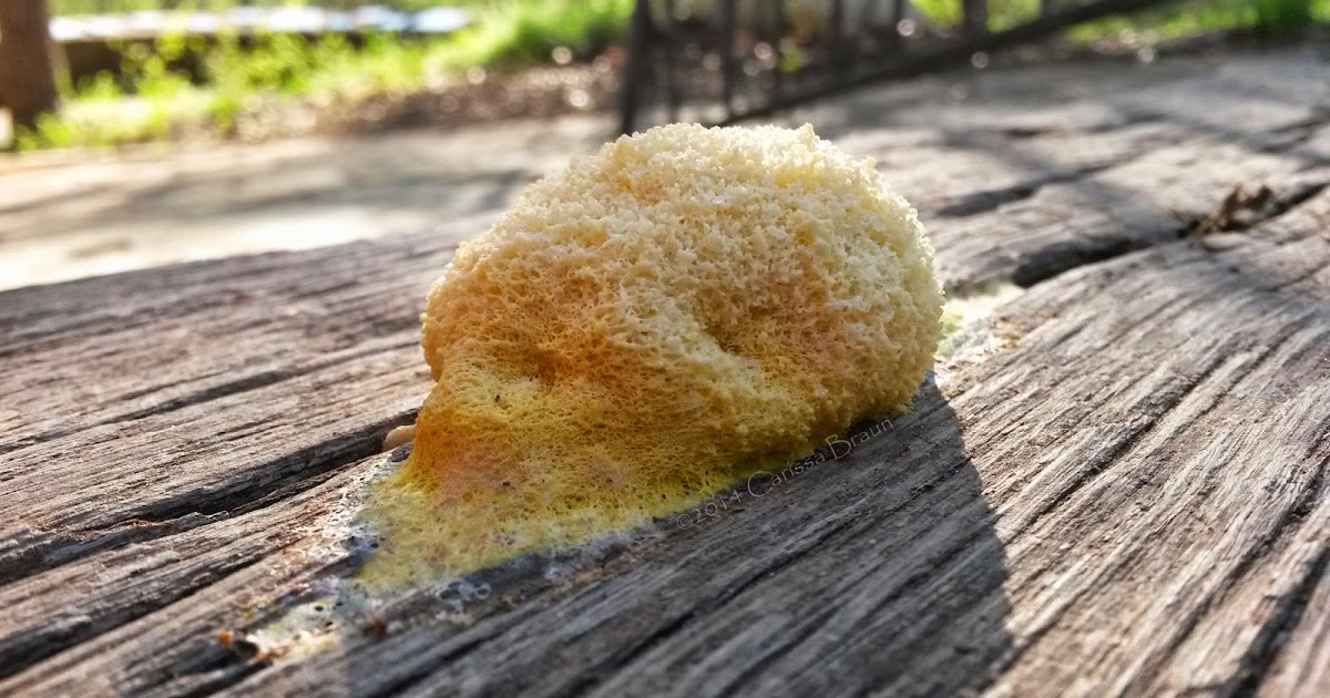 Nature Photography and Facts Dog Vomit Slime Mold