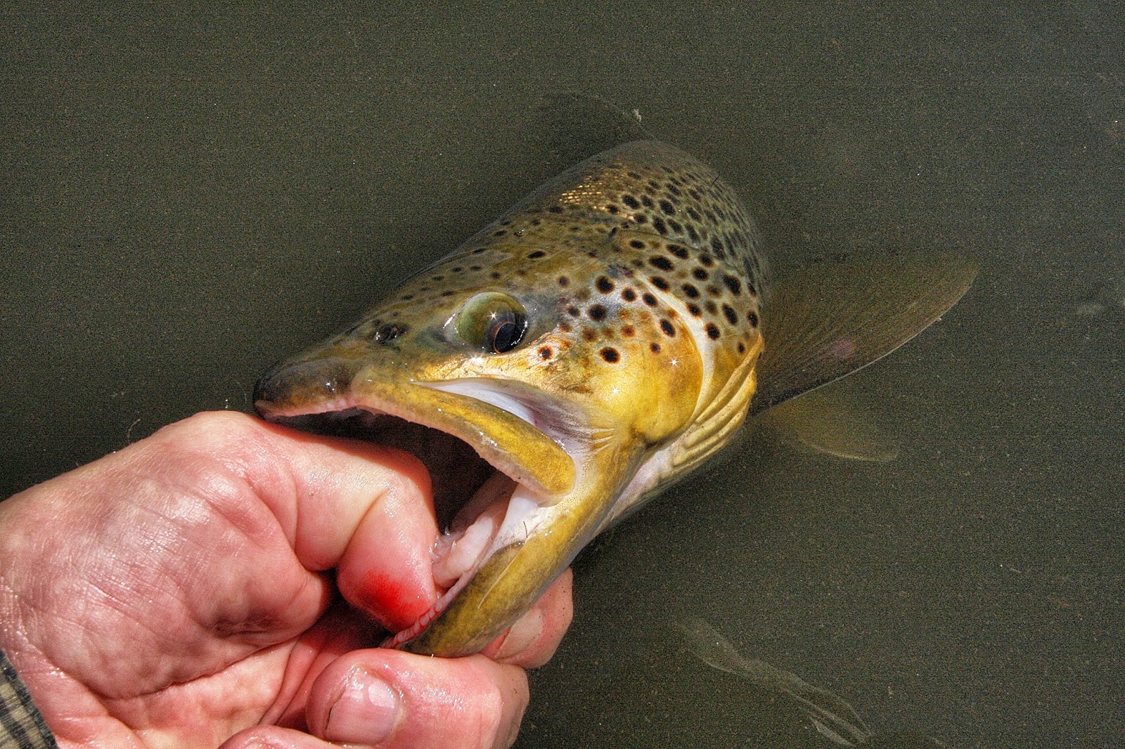 Fly Paper PreStorm Fishing Today!