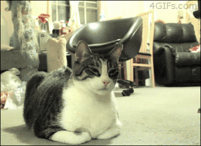 Funny cats - part 103 (40 pics + 10 gifs) | Amazing Creatures