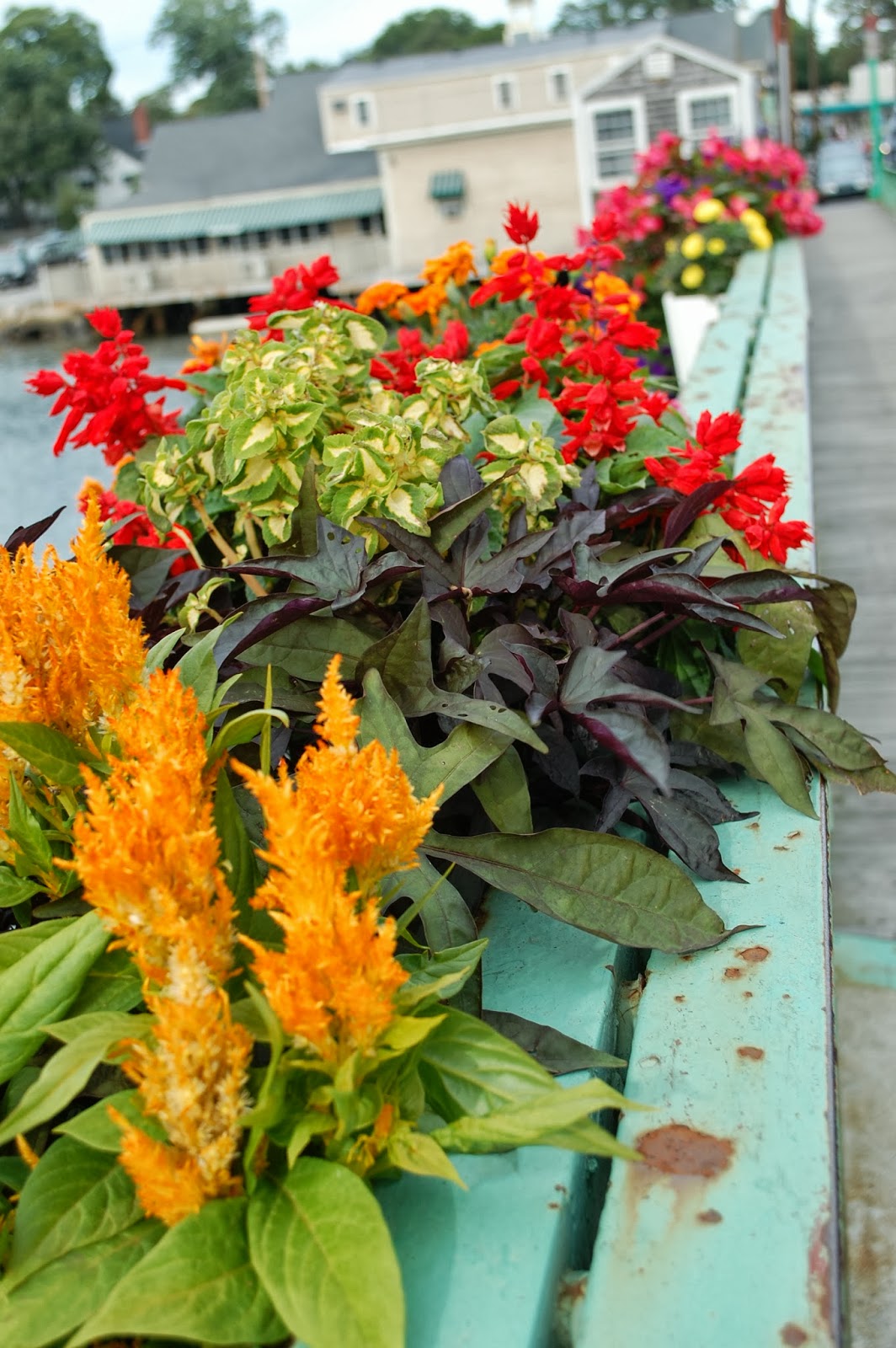 Sprouts Flowers Around Town Beautiful Kennebunkport, Maine