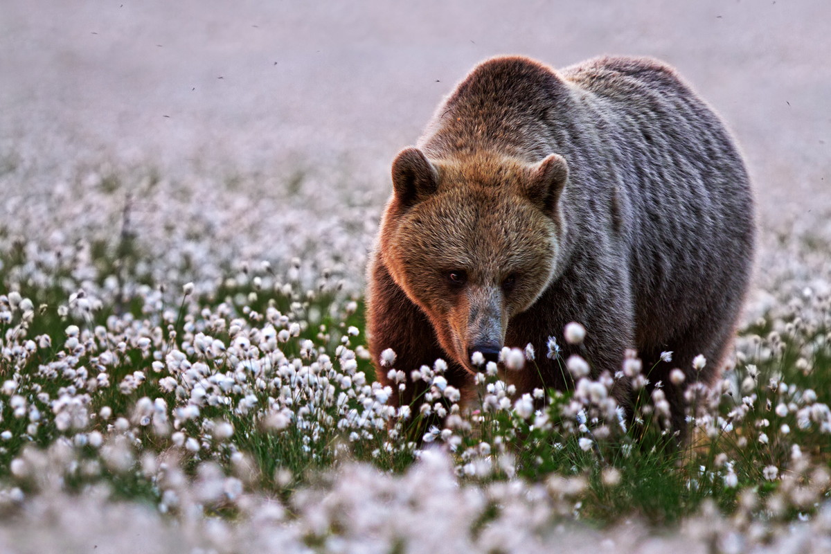 I am beary happy that it's Summer