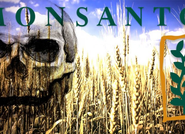 Ο εφιάλτης της Monsanto σκεπάζει την Ευρώπη Ο εφιάλτης της Monsanto σκεπάζει την Ευρώπη