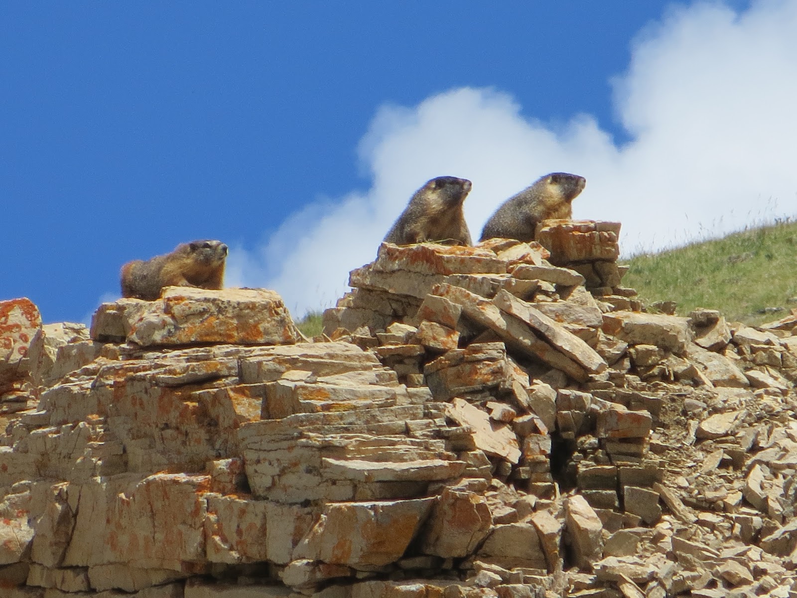 Marpeg Central Colorado Leadville