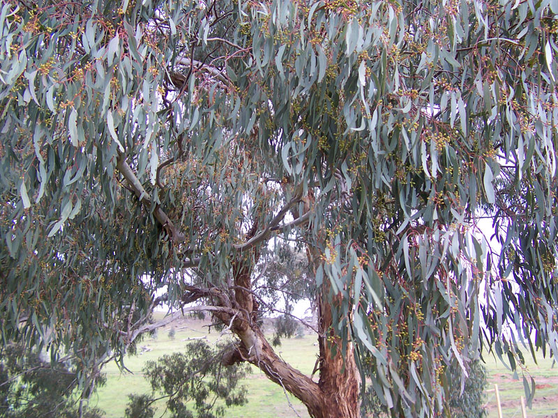 Eucalyptus Tree Adaptations