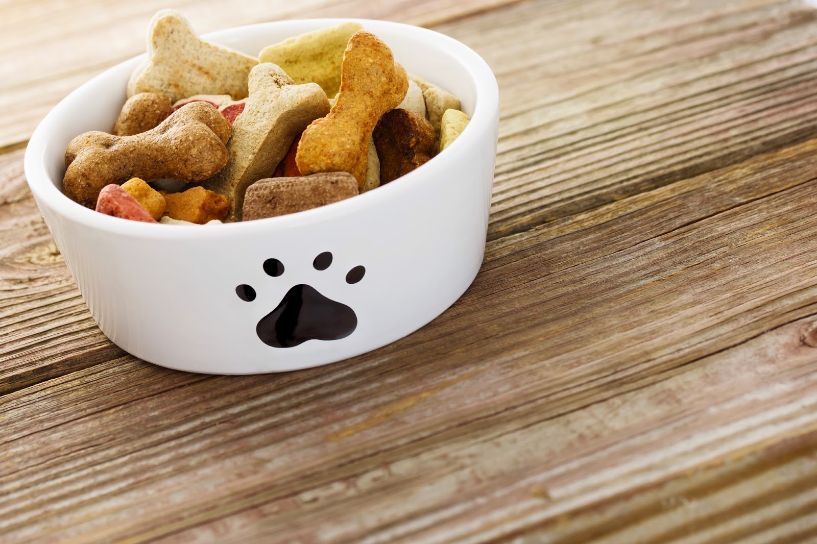 Ciotole Per Cani E Gatti Regole Consigli E Pulizia