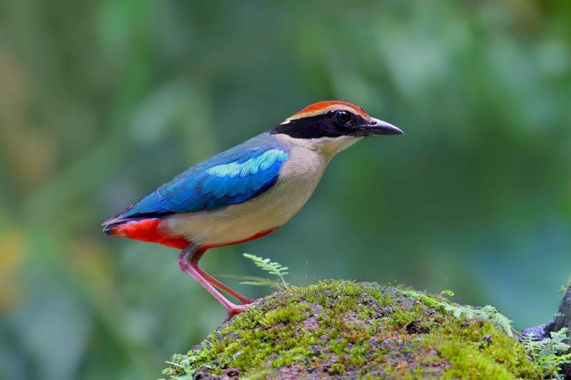 JamulBlog Chinese Birds...