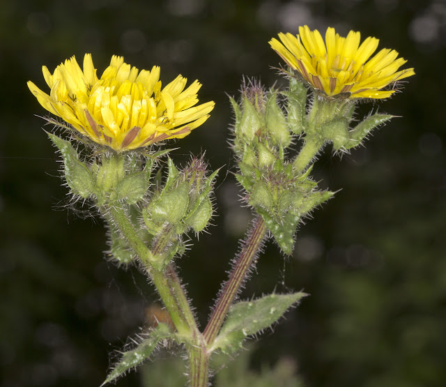 Bristly Oxtongue, Helminthotheca echioides. Leybourne Lakes, 12 July 2015 Bristly Oxtongue, Helminthotheca echioides. Leybourne Lakes, 12 July 2015
