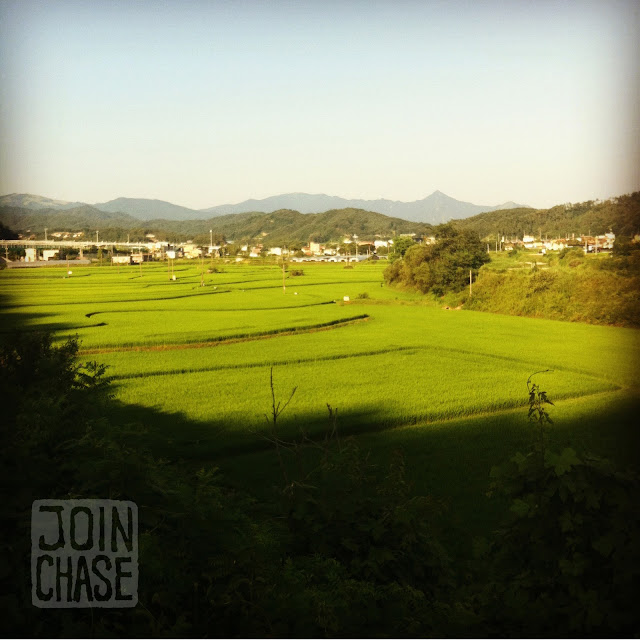 Rice Paddies Rice paddies along the bike path from Seoul to Busan in South Korea.