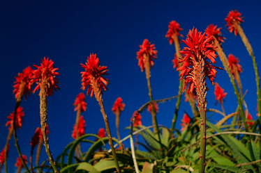 Torch Aloe