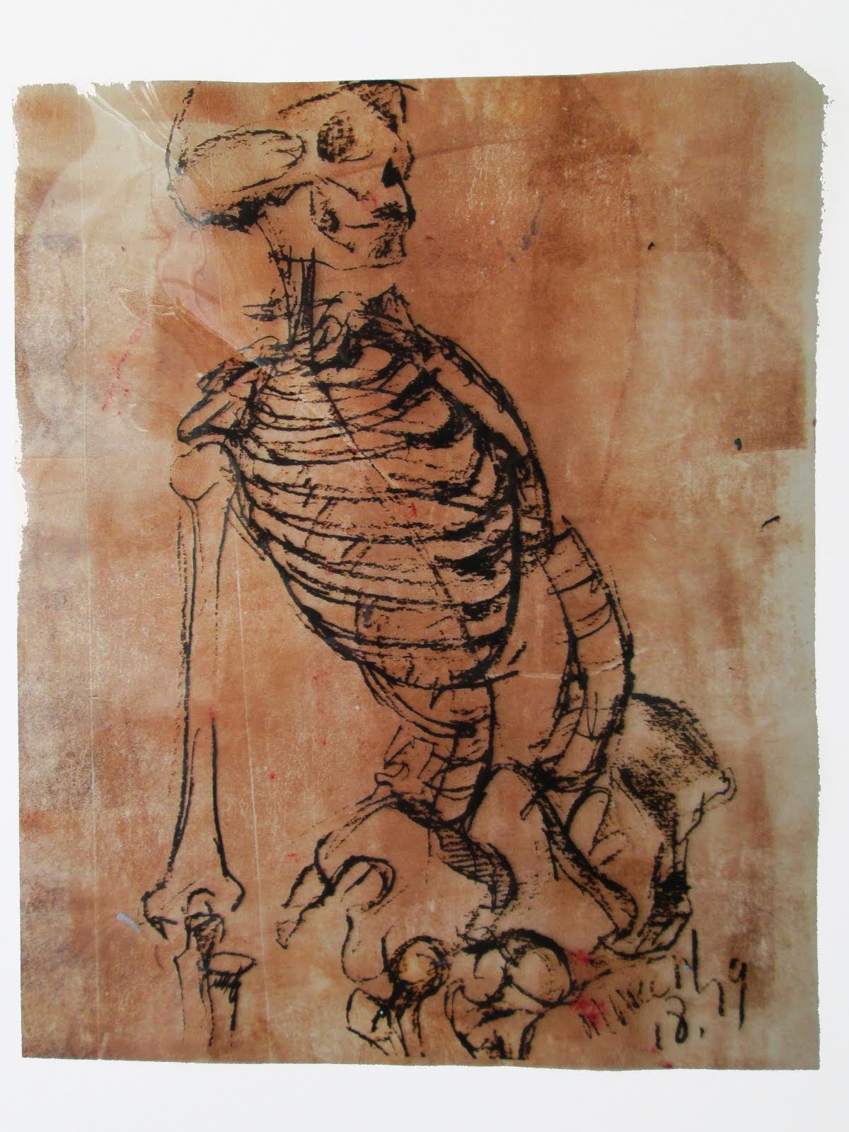 study of a skelton