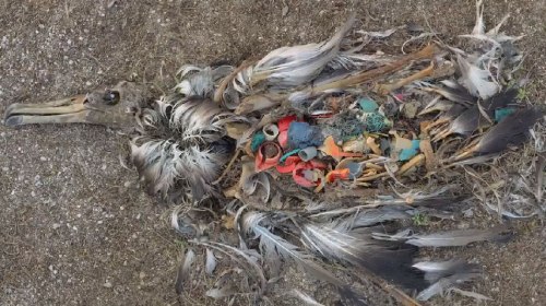 Plastic in oceans
