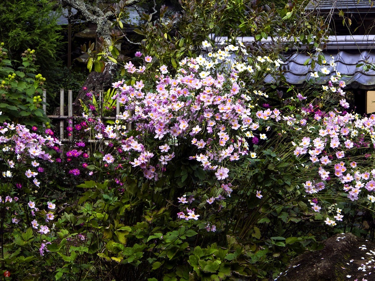 The Phytophactor Street Tree Japanese Lilac