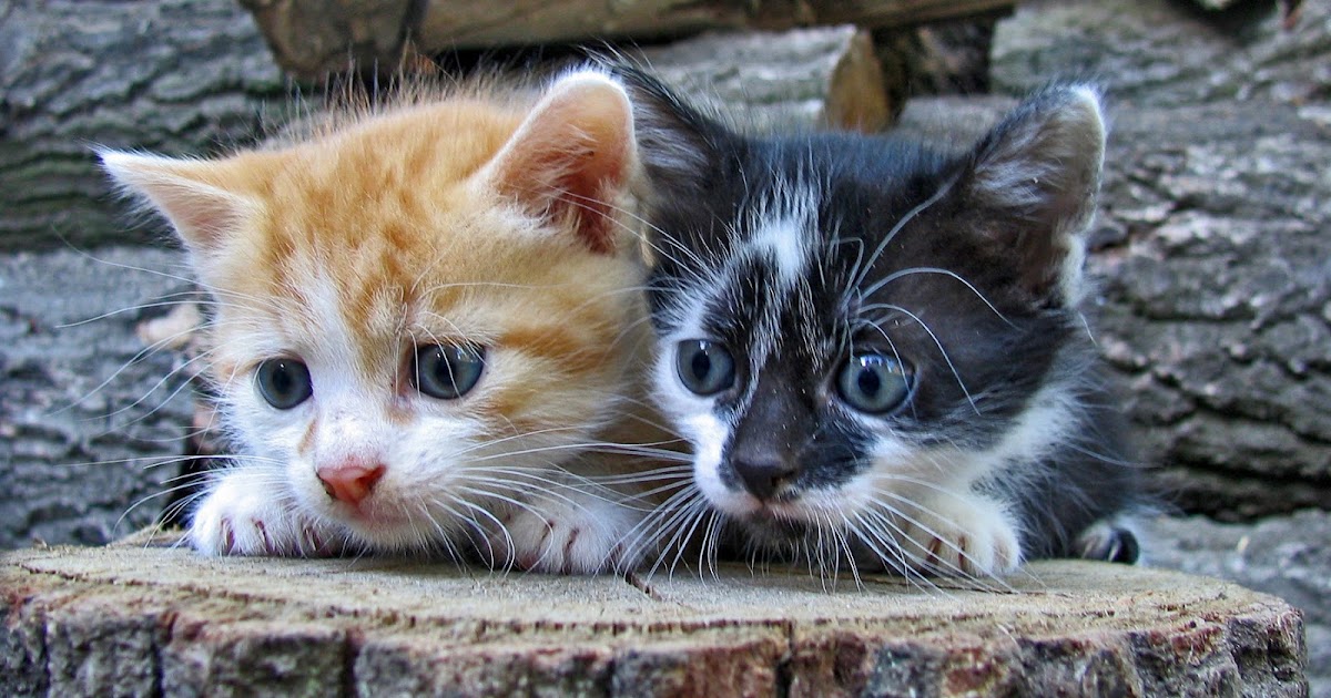 Be Their Voice & Help the Voiceless