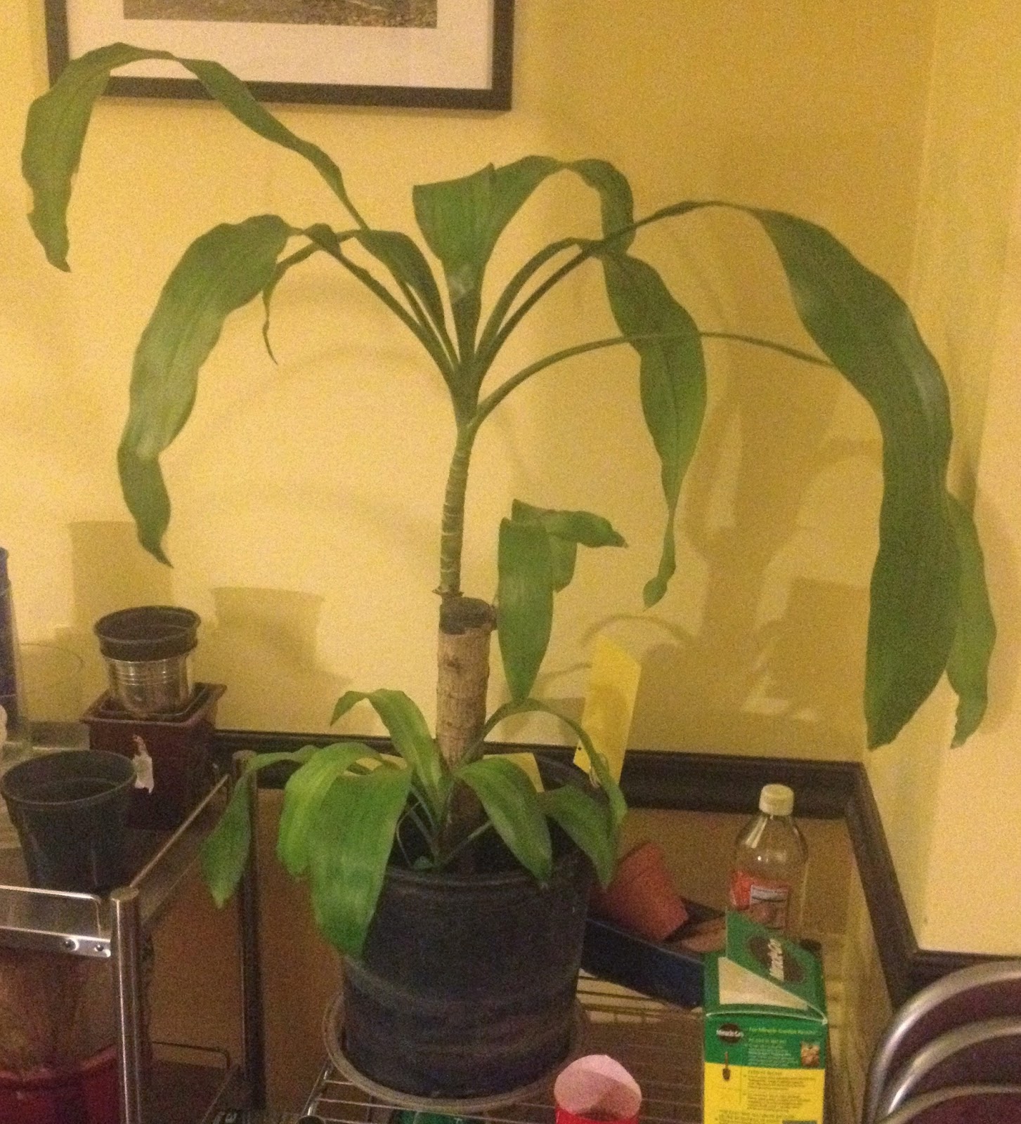 Corn Plant (Dracaena fragrans "Massangeana") Best Air Corn Plant (Dracaena fragrans "Massangeana") Best Air