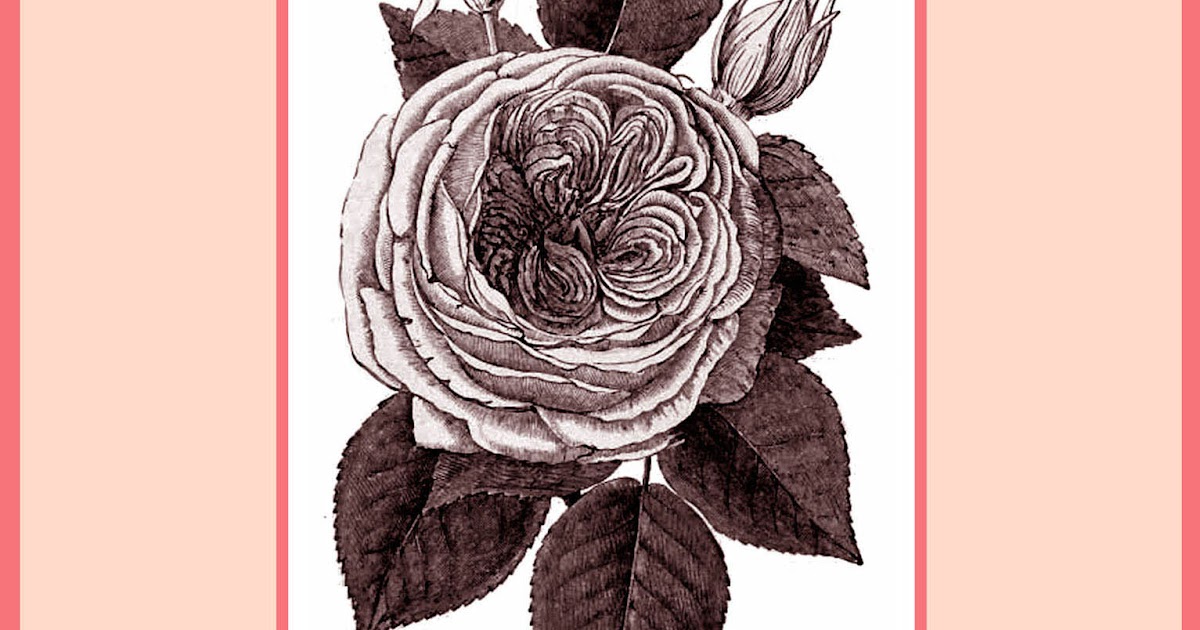 VICTORIAN BLOG More Than You Ever Wanted to Know About Wax Flowers