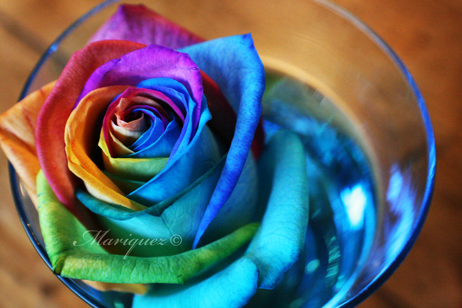 rainbow rose company