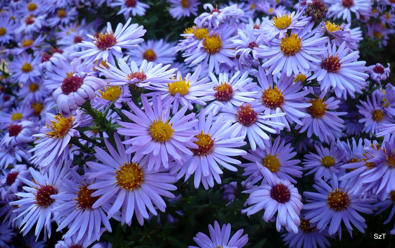 Ágnes blogja : Szép őszi virágok