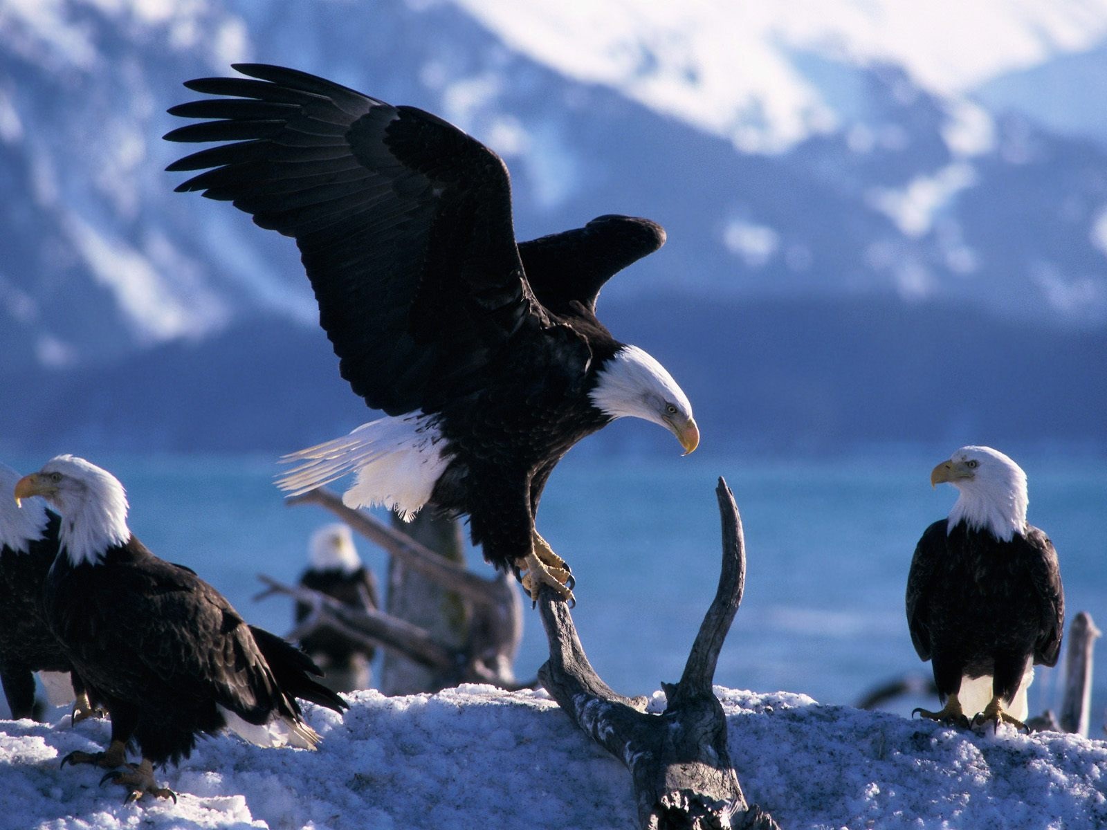 Animal Photography Black Eagle