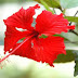 गुड़हल फूल में छिपा है सेहत का खजाना (Hibiscus flower hidden treasure of health)