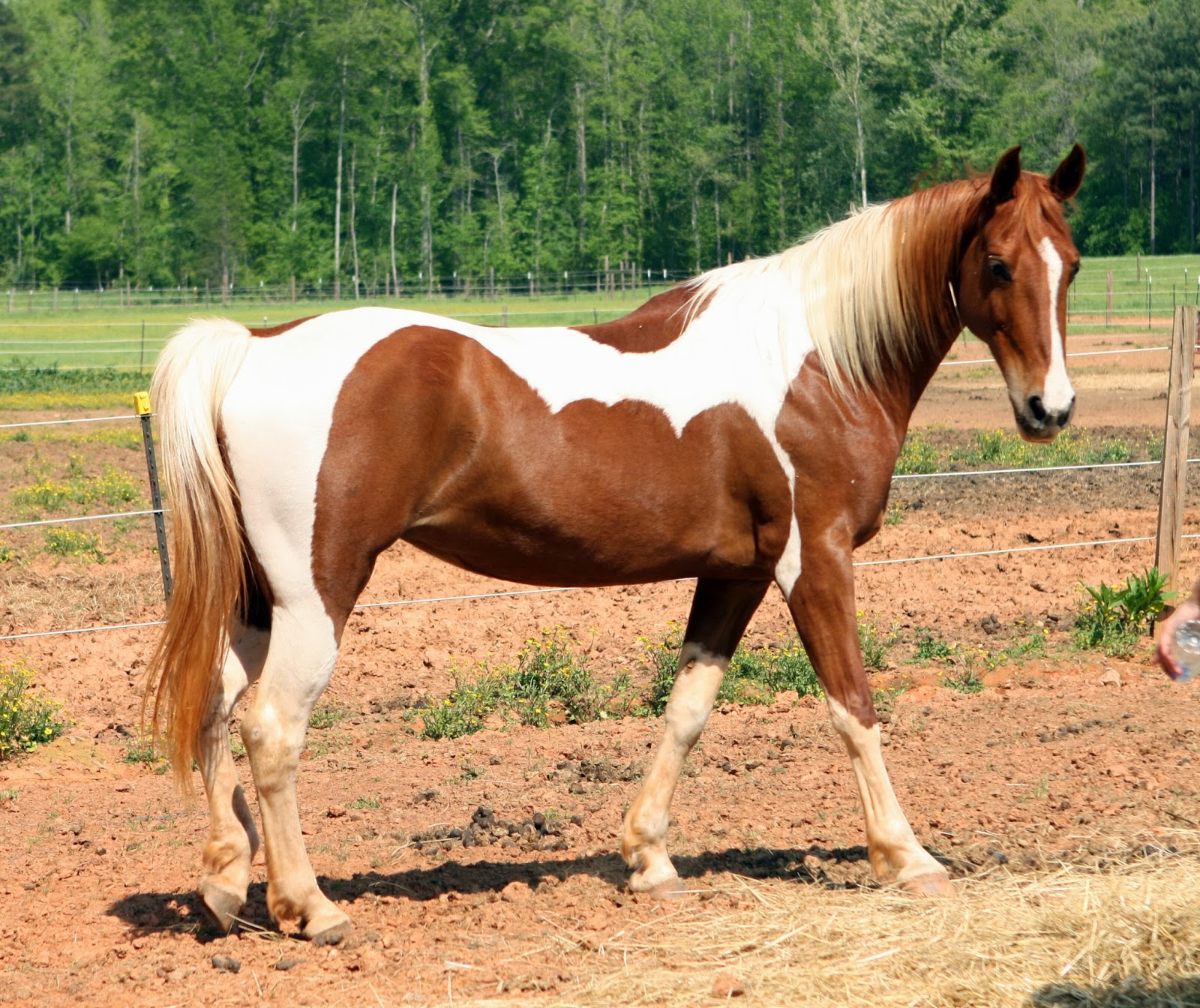 Los Caballos Pelajes Tobiano