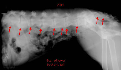 spondylosis tail dog ray side lower bridging bridges scan