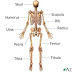 Ms. Boughey's 3rd Grade: The Skeletal System -   Get to Know Your Bones!