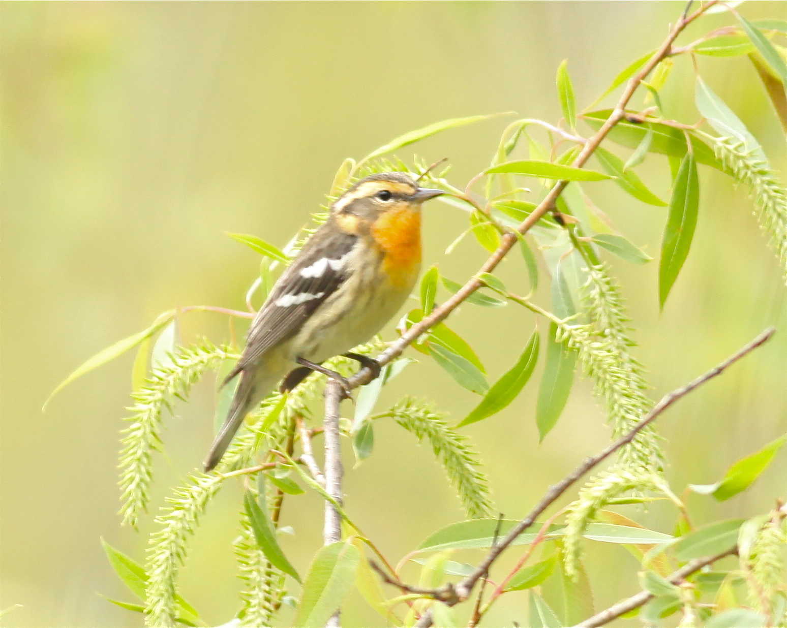 Birding Is Fun!: The Biggest Week in American Birding 2013