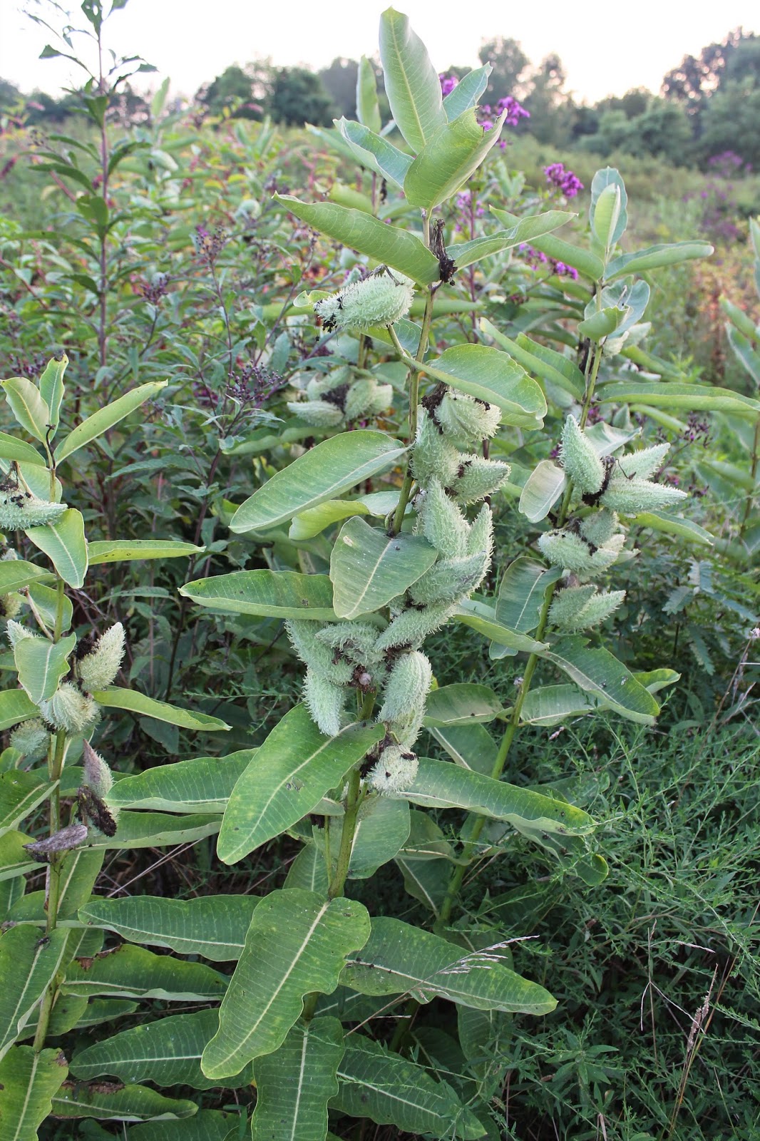 The Kentucky Wildflower Farm Milkweed pods, deer and a good rain!
