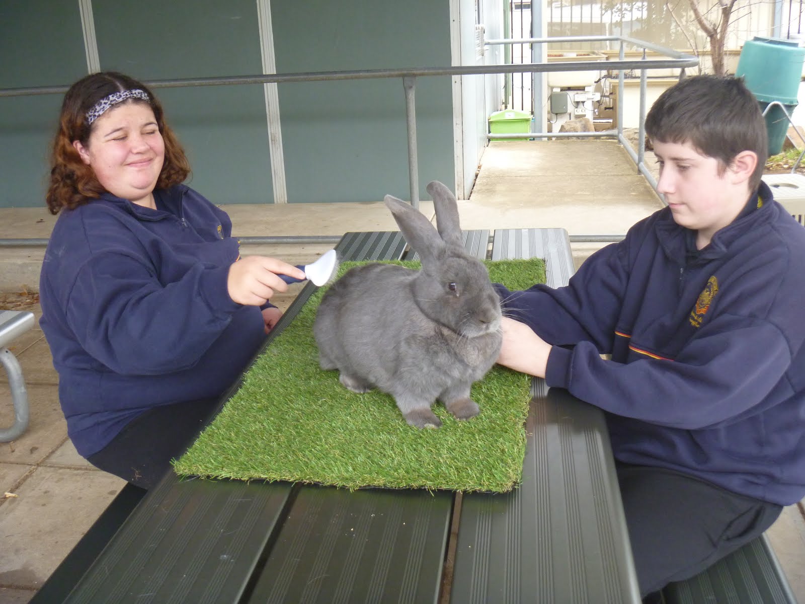 Lapin loves being groomed.