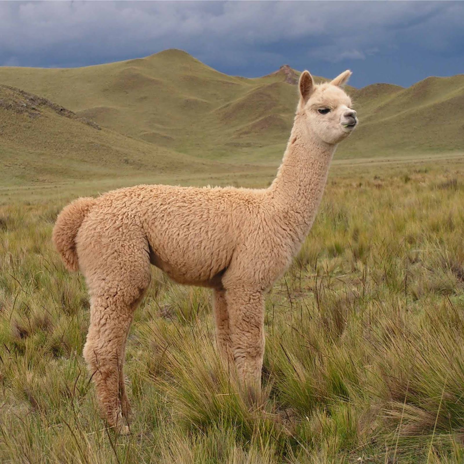 ALPACA