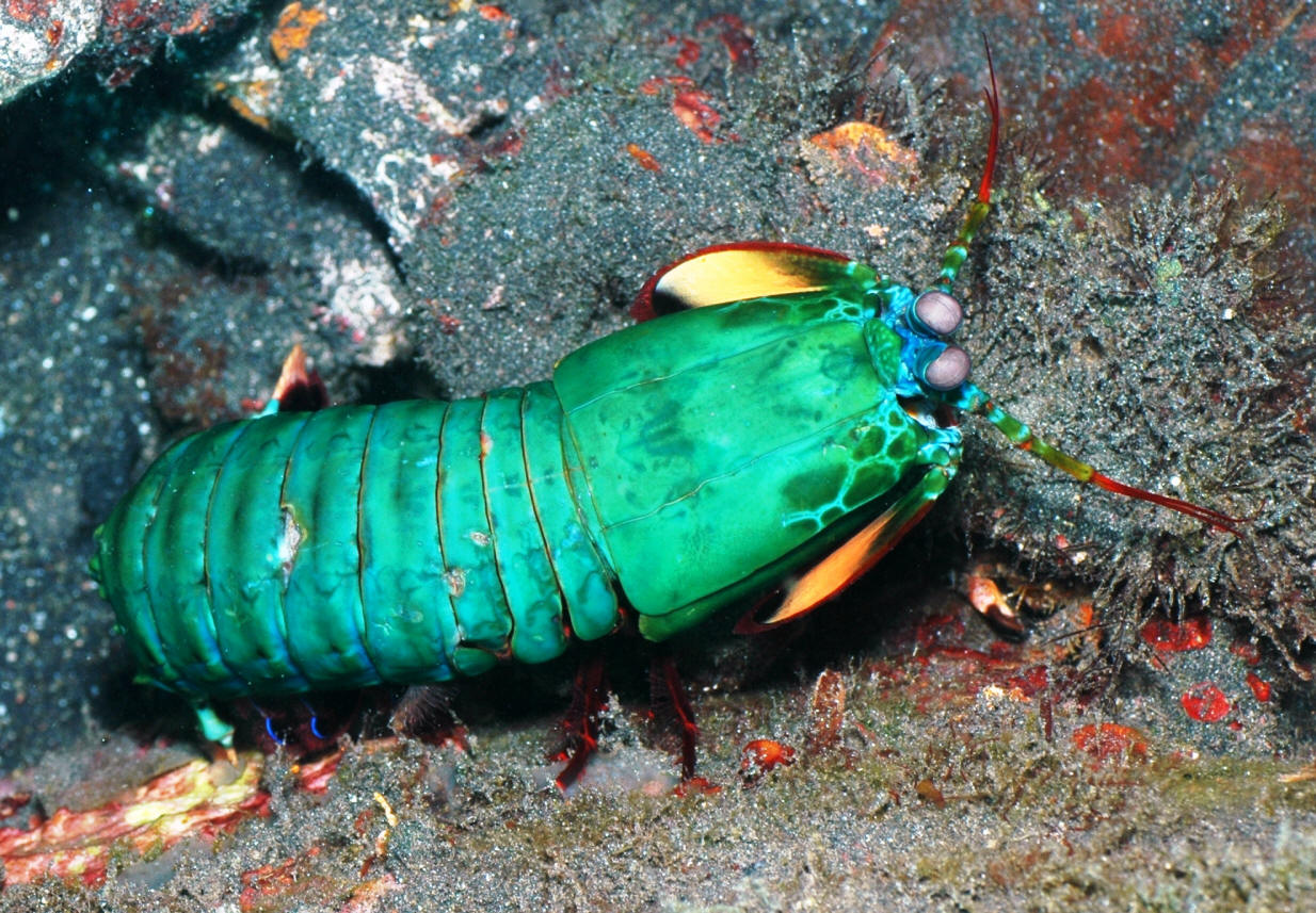 Life of Mantis Shrimp Life of Sea