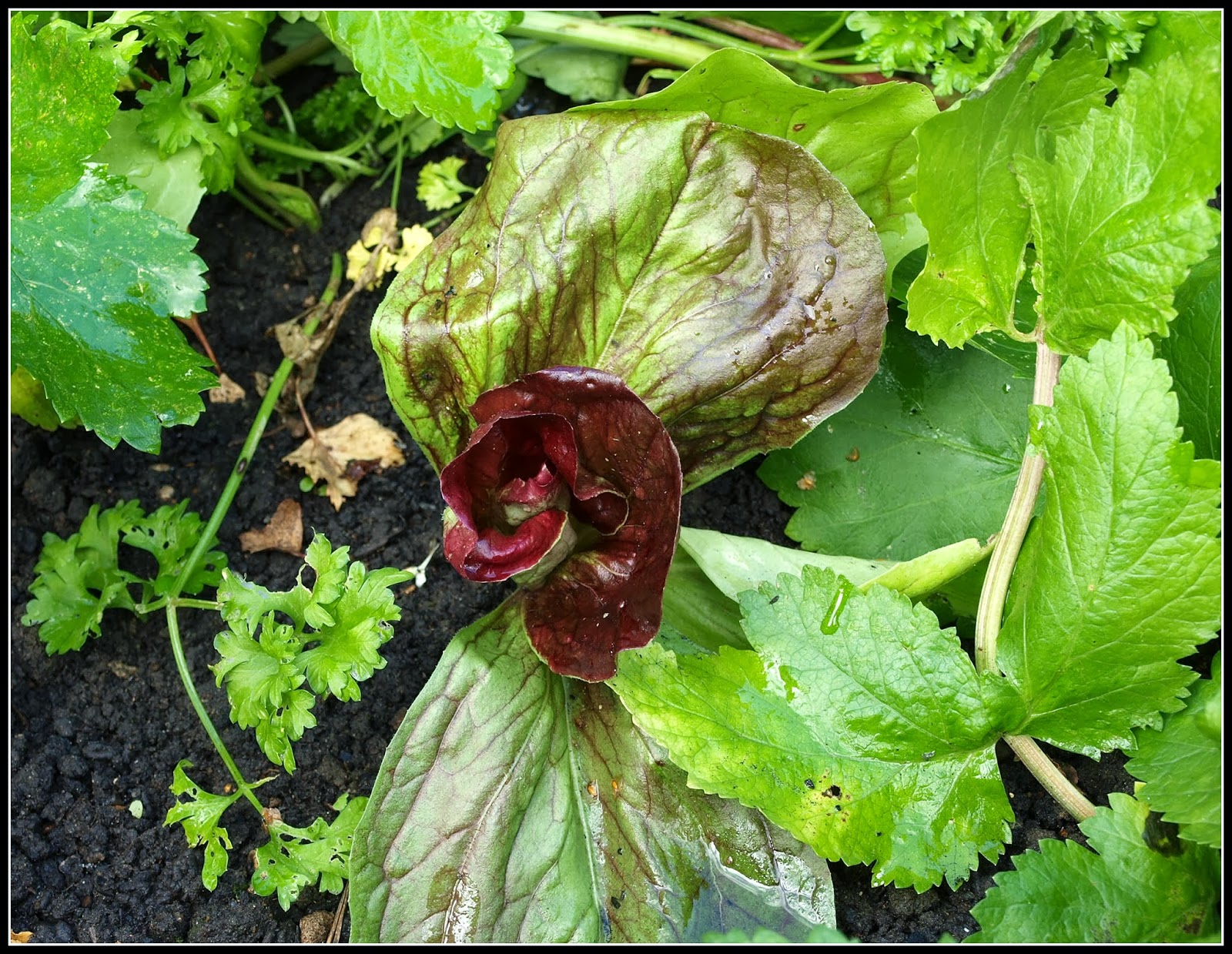 Mark�s Veg Plot October, and the growing goes on