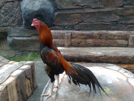 ayam (kudhok) sampai menjadi ayam jago memiliki kebutuhan pakan yang