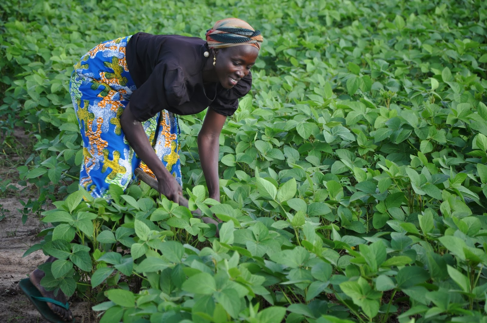 IITA News and Updates Lifting Africans out of poverty with IITA’s holistic approach