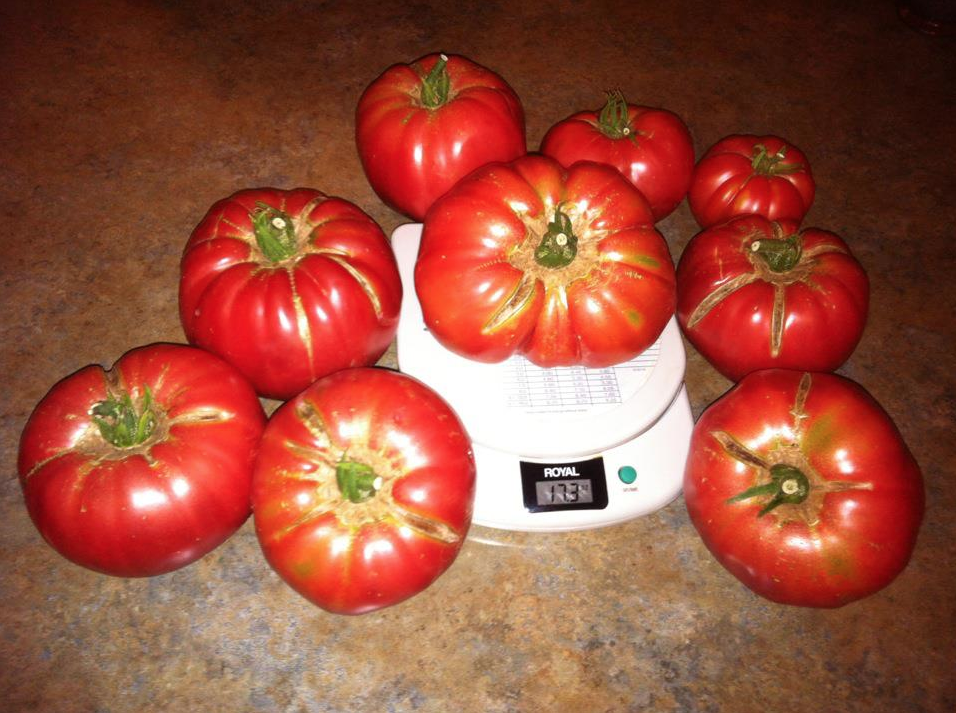 The OctoGarden Tomatoes & Peppers from Seed vs. StoreBought