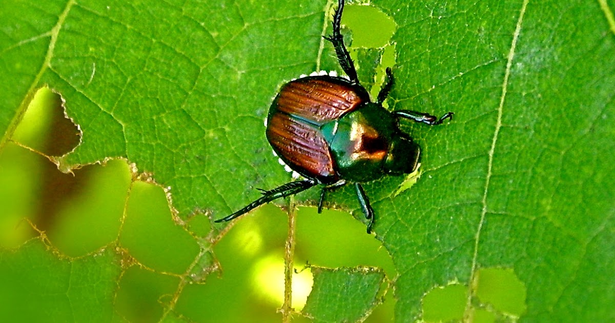 Asian beetle vs japanese beetle