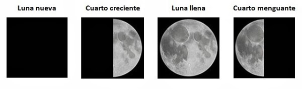 Verberana: Las fases lunares y la agricultura ecológica Verberana: Las fases lunares y la agricultura ecológica