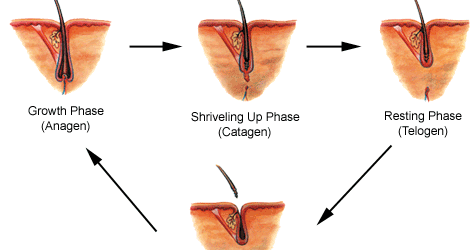 Grahamkaitlin Does H Pylori Cause Hair Loss Caring Of Hairs And Scalp