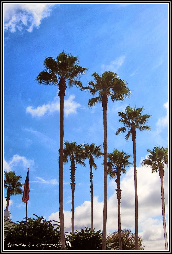 Ocala, Central Florida & Beyond Palm trees and flag on a sunny day