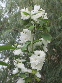fare amicizia a roma