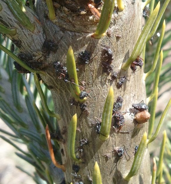 Fraser Fir IPM Spring Bugs
