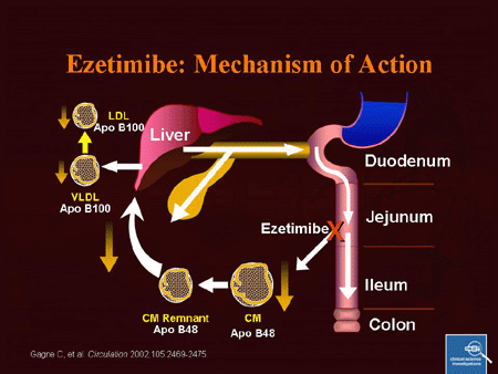 pounding the pavement high cholesterol in a runner statin mechanism of action