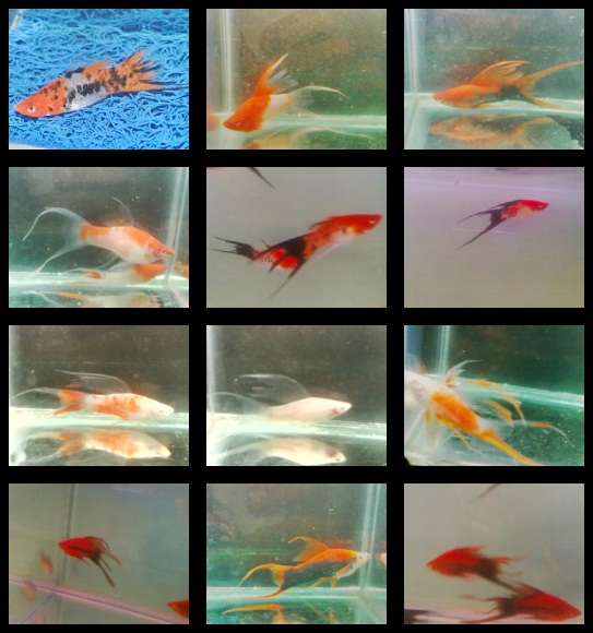 Irel Aquarium Ikan Platy Pedang Suangkiam Irel Aquarium Ikan Platy Pedang Suangkiam