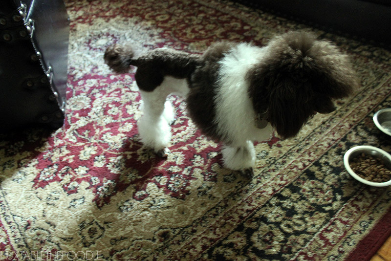 Huxtable The Poodle Toy Poodle Blog Parti Poodle Toy Parti Poodle