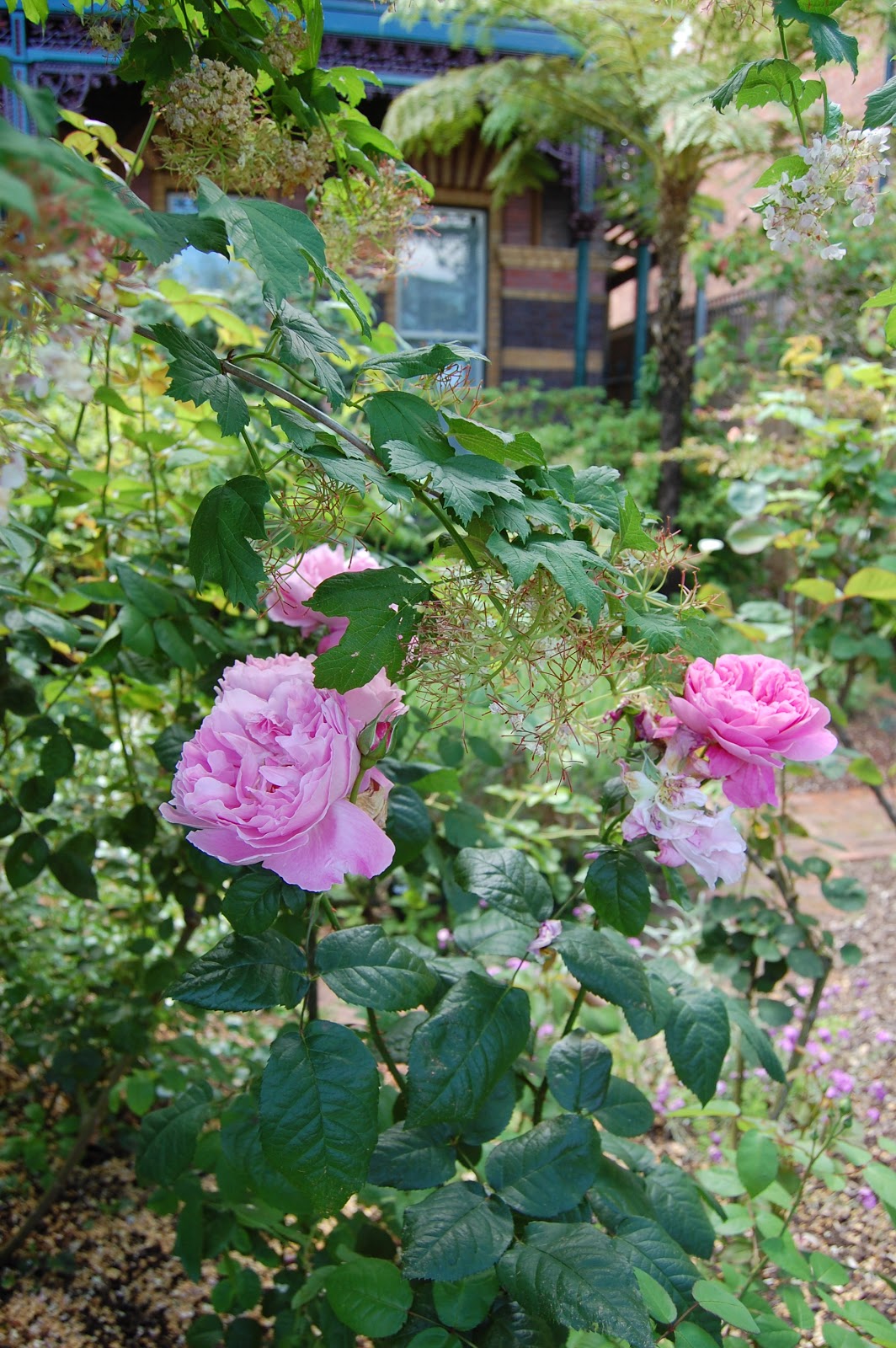 Earthy Reporter 'ROSES CAPTURE MELBOURNE'S ESSENCE'