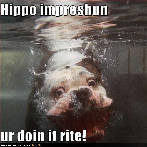 Funny Hippos