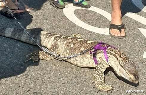 19 mascotas que pueden que sea ilegal tenerlas