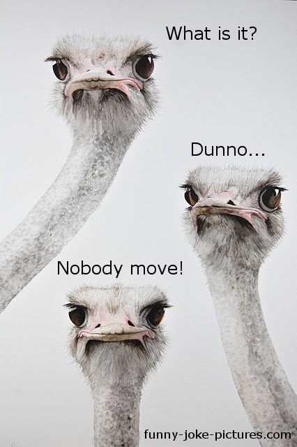 Funny Ostriches ~ Funny Joke Pictures