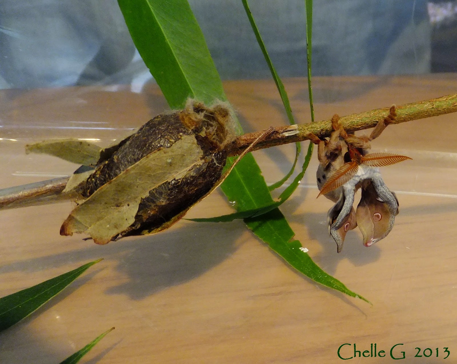 Last in Line... Emperor Gum Moths Cocoon to Hatching