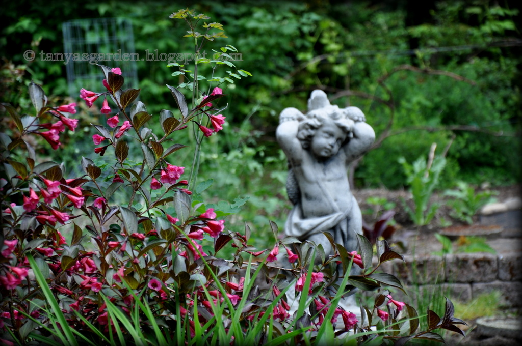 My Monet Sunset Weigela This New Dwarf Weigela Has Very